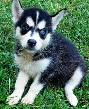 Siberische Husky puppy's - 1