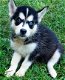 Siberische Husky puppy's - 1 - Thumbnail