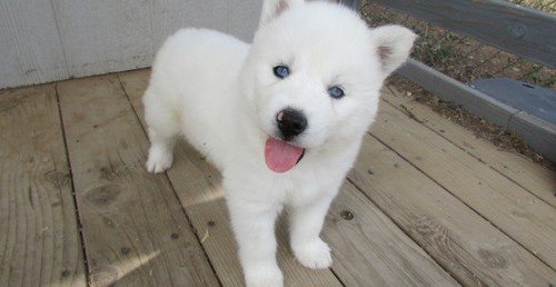 Siberische Husky puppy's - 2