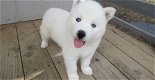 Siberische Husky puppy's - 2 - Thumbnail