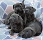 Staffordshire Bull Terrier-pups - 1 - Thumbnail