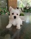 West Highland Terrier-puppy's - 2 - Thumbnail