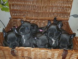 100% echte pure ras blauwe Franse bulldog puppy's. - 2