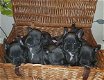 100% echte pure ras blauwe Franse bulldog puppy's. - 2 - Thumbnail