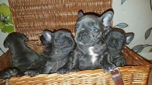 100% echte pure ras blauwe Franse bulldog puppy's. - 3