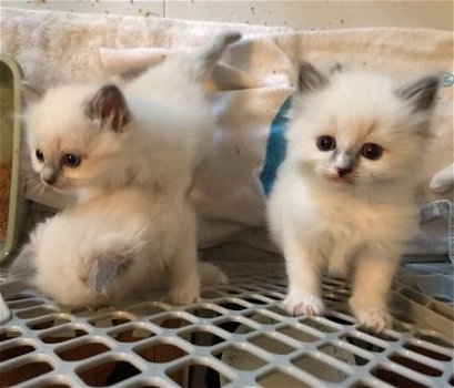 Cute and Lovely Home Raised Ragdoll Kittens hebben voor altijd liefdevolle huizen nodig! - 1