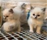 Cute and Lovely Home Raised Ragdoll Kittens hebben voor altijd liefdevolle huizen nodig! - 1 - Thumbnail