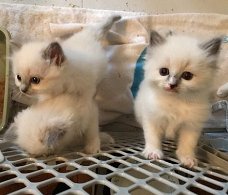 Cute and Lovely Home Raised Ragdoll Kittens hebben voor altijd liefdevolle huizen nodig!