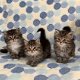 Hypoallergene showklasse Siberische kittens - 1 - Thumbnail