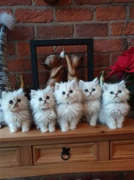 Mooie Chinchilla Perzische kittens beschikbaar - 1