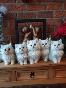 Mooie Chinchilla Perzische kittens beschikbaar