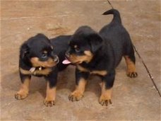 annelijke en vrouwelijke Rottweiler-puppy's voor dierenliefhebbers.