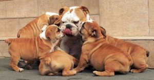 Engelse bulldog puppies - 1