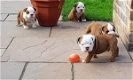 Engelse bulldog puppies - 2 - Thumbnail
