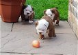 Engelse bulldog puppies - 3 - Thumbnail