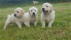 Schattige Golden Retriever-puppy's voor herplaatsing - 1 - Thumbnail