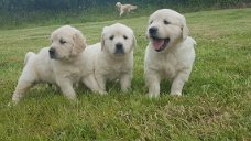 Schattige Golden Retriever-puppy's voor herplaatsing