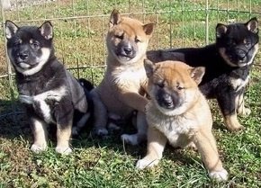 Zeer vriendelijke en aanhankelijke Shiba Inu-puppy's voor re-homing - 1