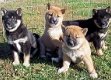 Zeer vriendelijke en aanhankelijke Shiba Inu-puppy's voor re-homing - 1 - Thumbnail