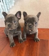 Schitterende blauwe Franse bulldogpups - 1