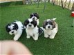 Shih Tzu-puppy's vanaf nu beschikbaar - 1 - Thumbnail