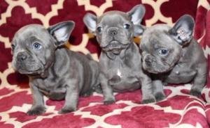 Prachtige Franse Bulldog-puppy's - 1