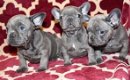 Prachtige Franse Bulldog-puppy's - 1 - Thumbnail