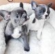 Gepassioneerde gezonde mannelijke en vrouwelijke Franse Bulldog-puppy's - 1 - Thumbnail
