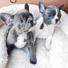 Gepassioneerde gezonde mannelijke en vrouwelijke Franse Bulldog-puppy's