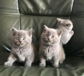 Britse korthaar kittens nu klaar voor hun nieuwe thuis. - 1