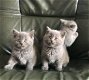 Britse korthaar kittens nu klaar voor hun nieuwe thuis. - 1 - Thumbnail