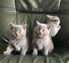 Britse korthaar kittens nu klaar voor hun nieuwe thuis.
