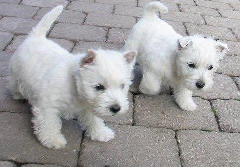 Schattige West Highland Terrier-puppy's - 1