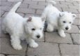 Schattige West Highland Terrier-puppy's - 1 - Thumbnail