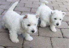 Schattige West Highland Terrier-puppy's