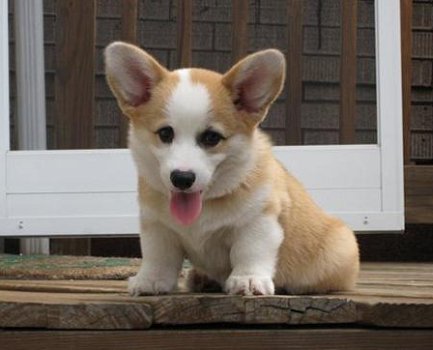 Schattige Pembroke Welse corgi-puppy's - 1