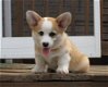 Schattige Pembroke Welse corgi-puppy's - 1 - Thumbnail