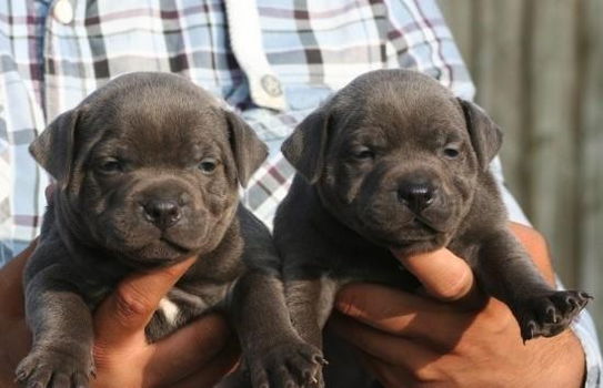 Actieve Amerikaanse Staffordshire Bull Terriers-puppy's - 1