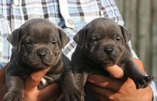 Actieve Amerikaanse Staffordshire Bull Terriers-puppy's