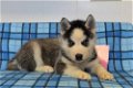 Kc Geregistreerde Siberische Husky Pups - 1 - Thumbnail