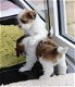 Kc geregistreerde Shih Tzu-puppy's - 1 - Thumbnail