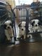 Mooie Sint Bernard-puppy's - 1 - Thumbnail