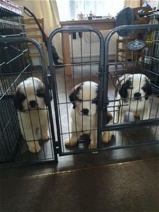Mooie Sint Bernard-puppy's