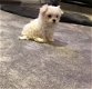 Mooie Maltese puppy's - 1 - Thumbnail