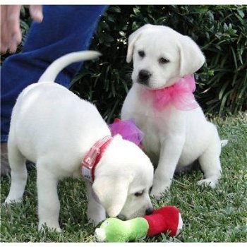 AKC Labrador Retriever-puppy's - 1