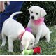 AKC Labrador Retriever-puppy's - 1 - Thumbnail