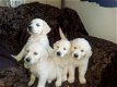 Aanbiddelijke Golden Retriever-puppy - 1 - Thumbnail