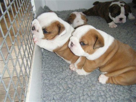 Goed opgevoede Engelse Bulldog-puppies zijn nu klaar - 1