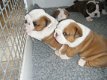 Goed opgevoede Engelse Bulldog-puppies zijn nu klaar - 1 - Thumbnail