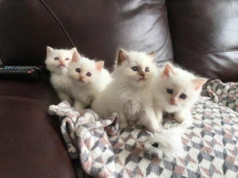 Drie Birman Kittens beschikbaar - 1